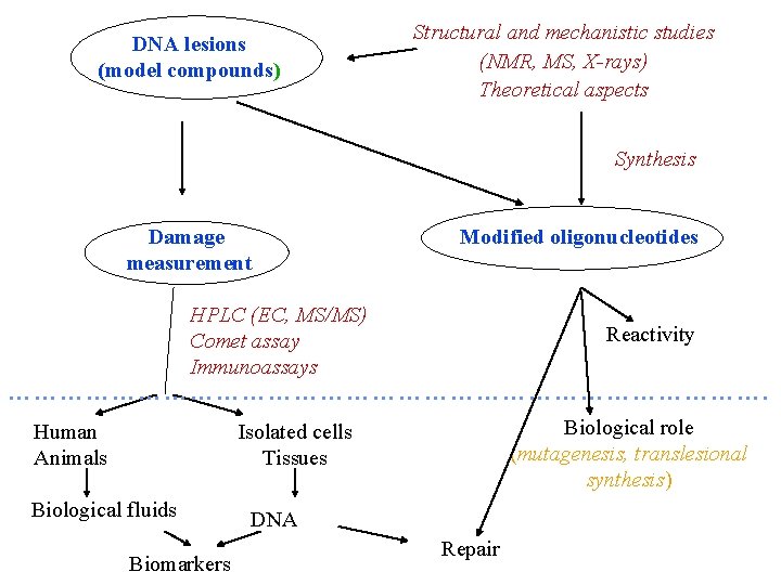 DNA lesions (model compounds) Structural and mechanistic studies (NMR, MS, X-rays) Theoretical aspects Synthesis