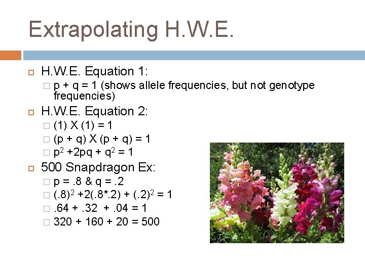 Extrapolating H. W. E. Equation 1: � p + q = 1 (shows allele