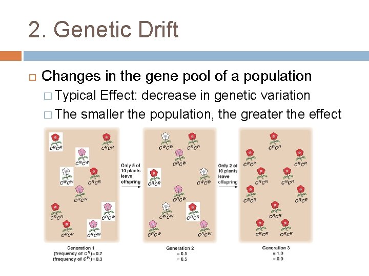 2. Genetic Drift Changes in the gene pool of a population � Typical Effect: