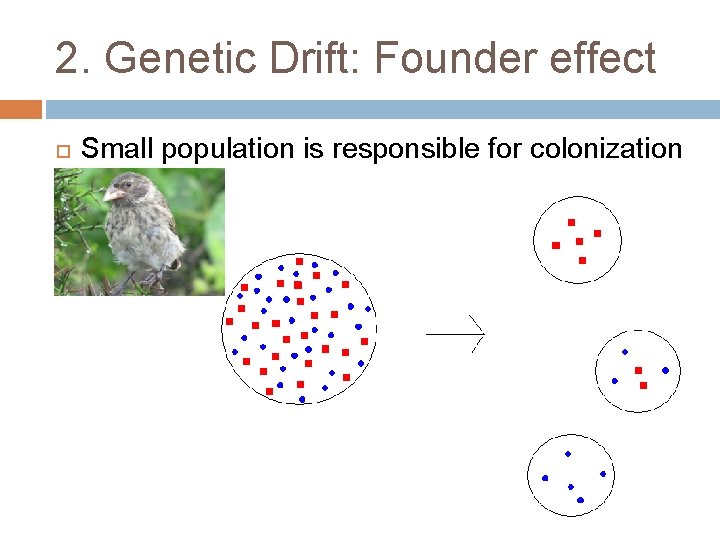 2. Genetic Drift: Founder effect Small population is responsible for colonization 