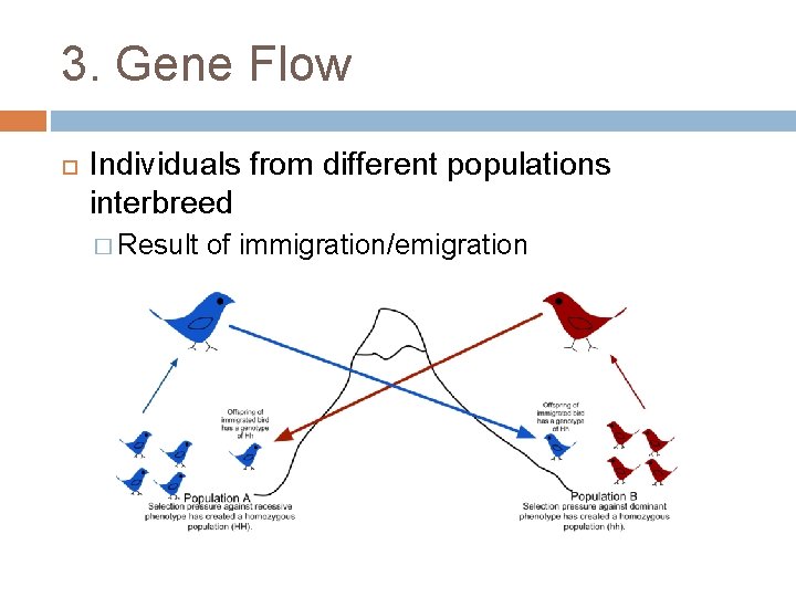 3. Gene Flow Individuals from different populations interbreed � Result of immigration/emigration 
