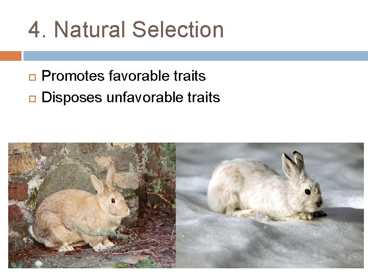 4. Natural Selection Promotes favorable traits Disposes unfavorable traits 