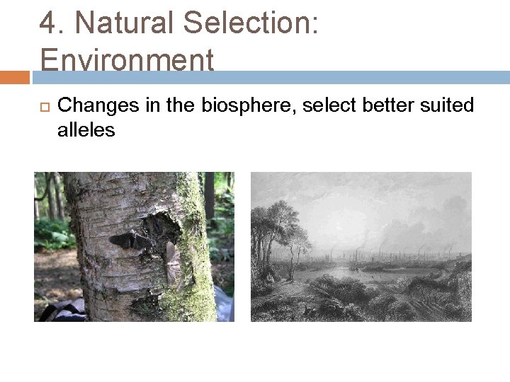 4. Natural Selection: Environment Changes in the biosphere, select better suited alleles 