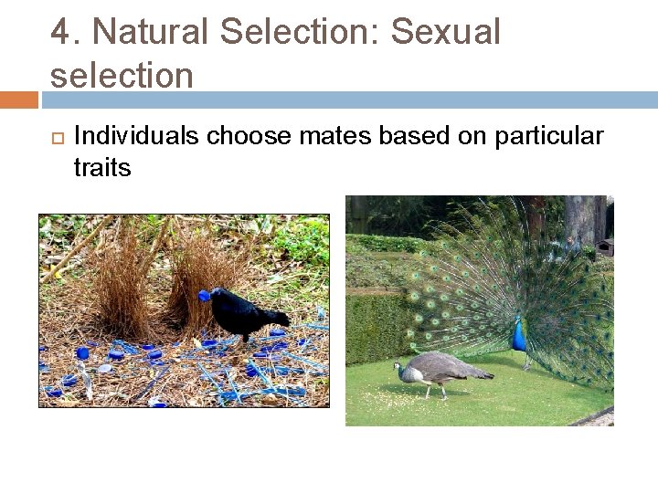 4. Natural Selection: Sexual selection Individuals choose mates based on particular traits 