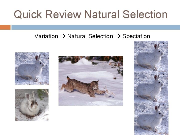 Quick Review Natural Selection Variation Natural Selection Speciation 