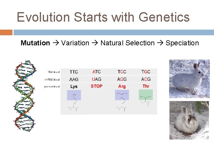 Evolution Starts with Genetics Mutation Variation Natural Selection Speciation 