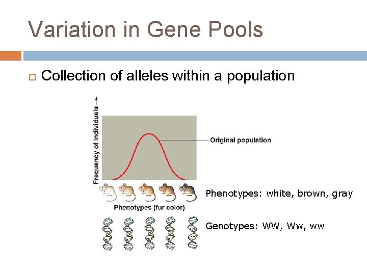 Variation in Gene Pools Collection of alleles within a population Phenotypes: white, brown, gray