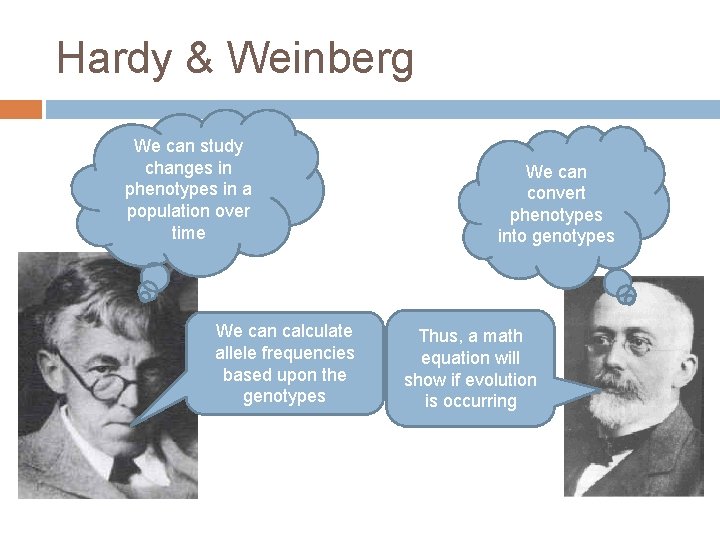 Hardy & Weinberg We can study changes in phenotypes in a population over time