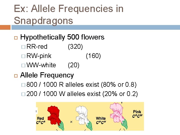 Ex: Allele Frequencies in Snapdragons Hypothetically 500 flowers � RR-red (320) � RW-pink �
