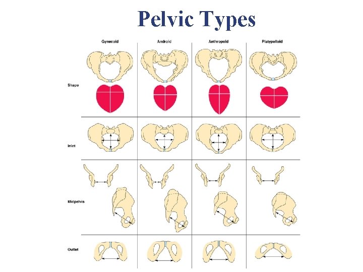 Pelvic Types Pelvic Types