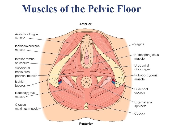 Muscles of the Pelvic Floor Muscles of the Pelvic Floor