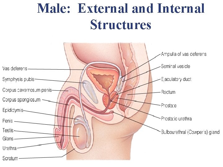 Male: External and Internal Structures Male: External and Internal Structures