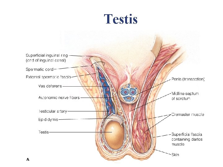 Testis Testis