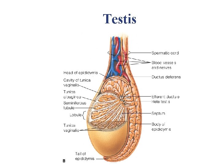 Testis Testis