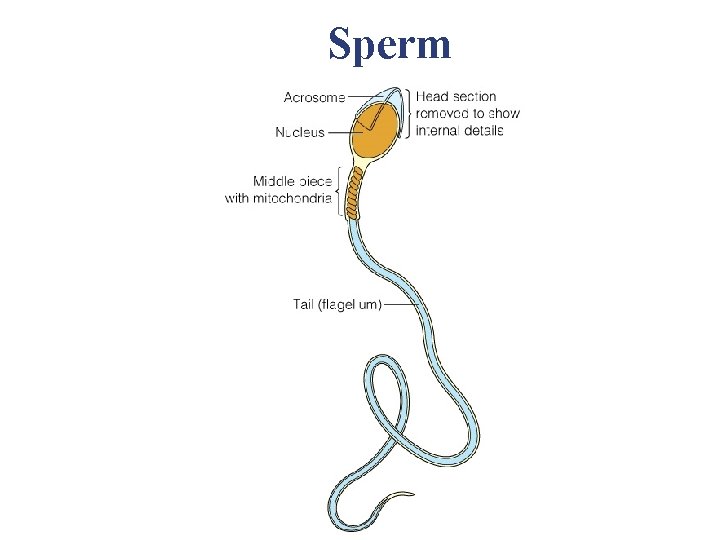 Sperm Sperm