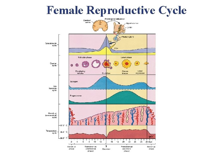 Female Reproductive Cycle Female Reproductive Cycle