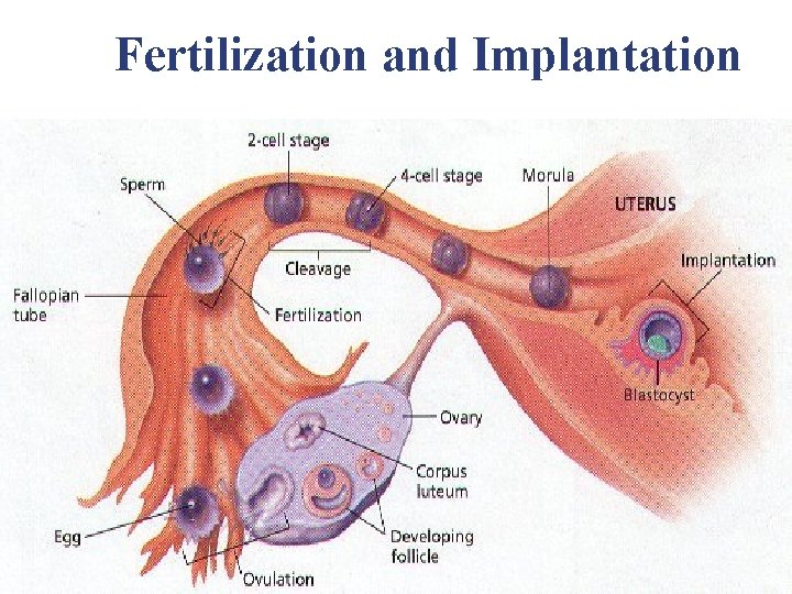 Fertilization and Implantation Fertilization and Implantation