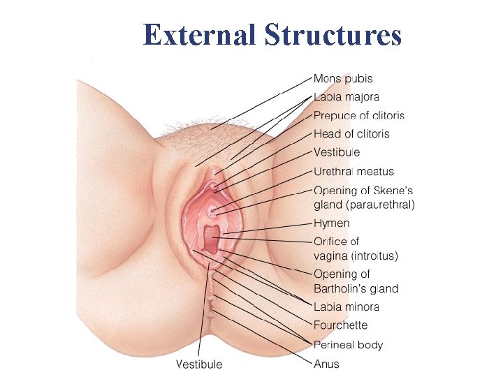 External Structures External Structures