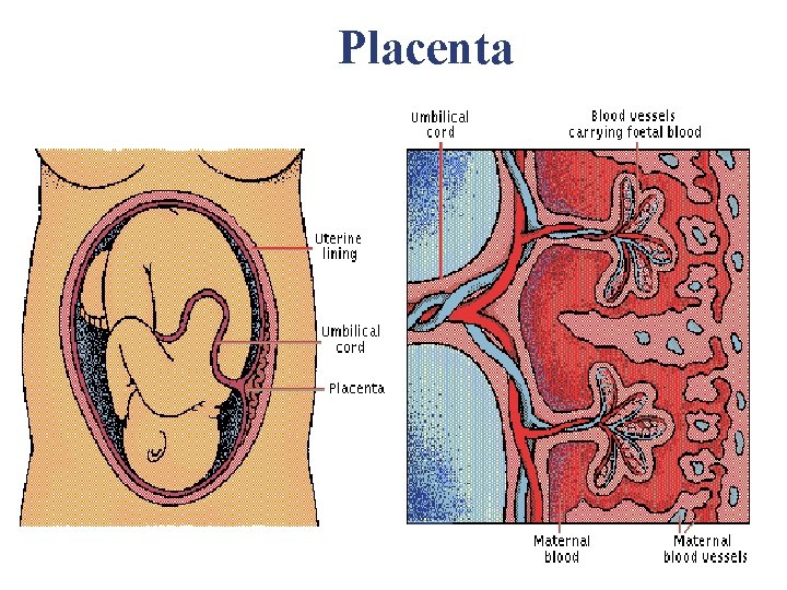 Placenta Placenta