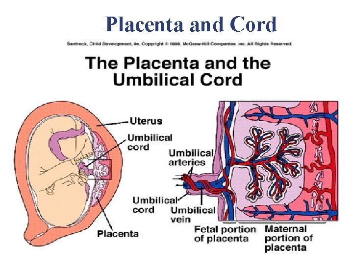 Placenta and Cord Placenta and Cord