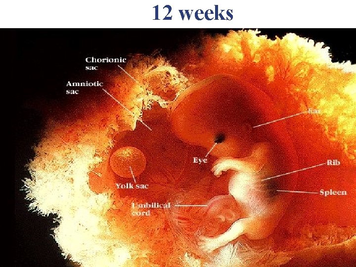 12 weeks 12 weeks