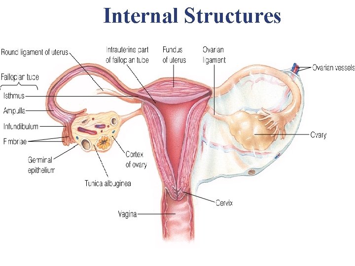 Internal Structures Internal Structures