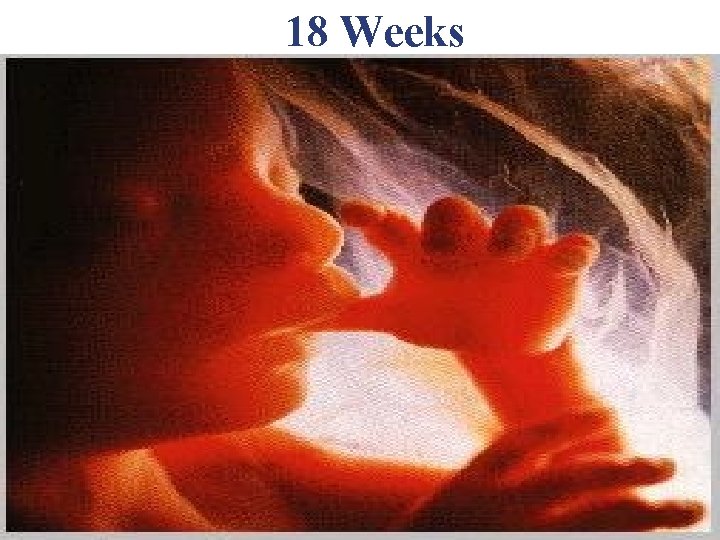 18 Weeks 18 Weeks