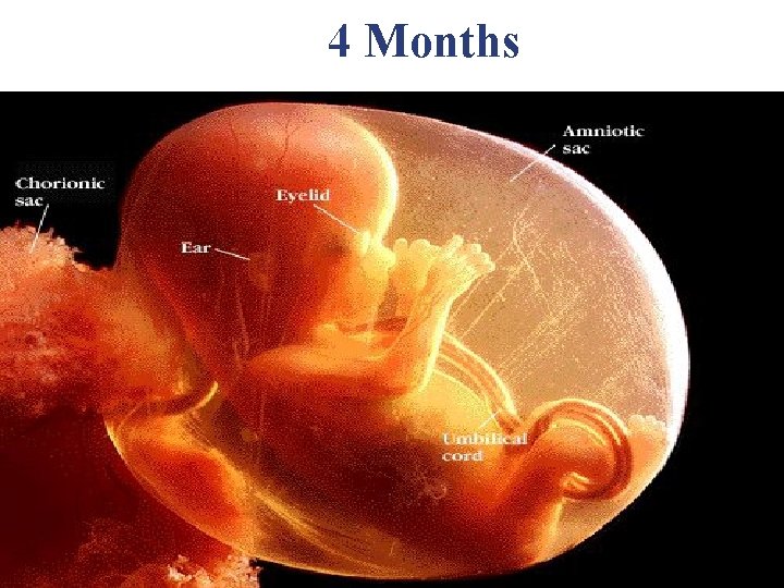 4 Months 4 Months