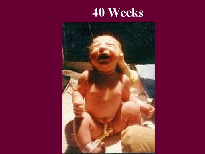 40 Weeks 40 Weeks