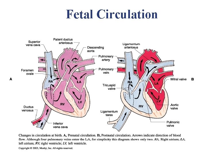 Fetal Circulation Fetal Circulation
