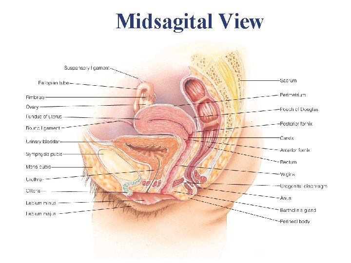Midsagital View Midsagital View