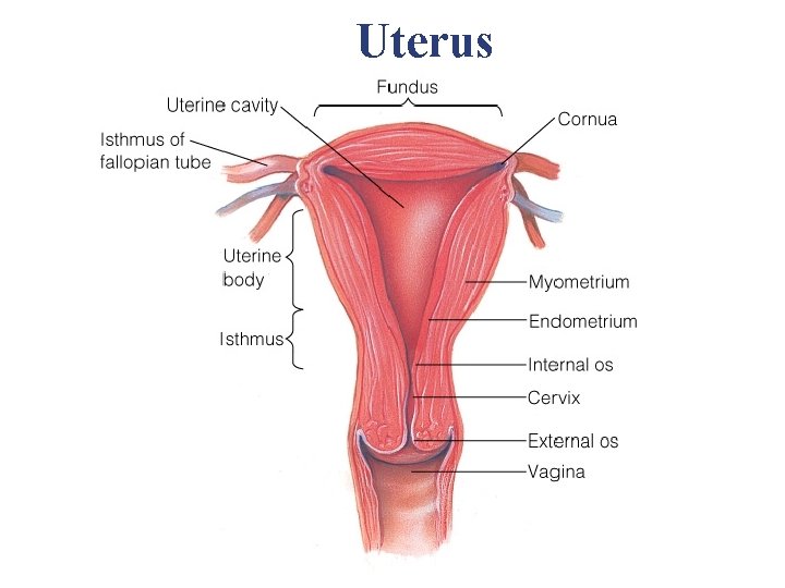 Uterus Uterus