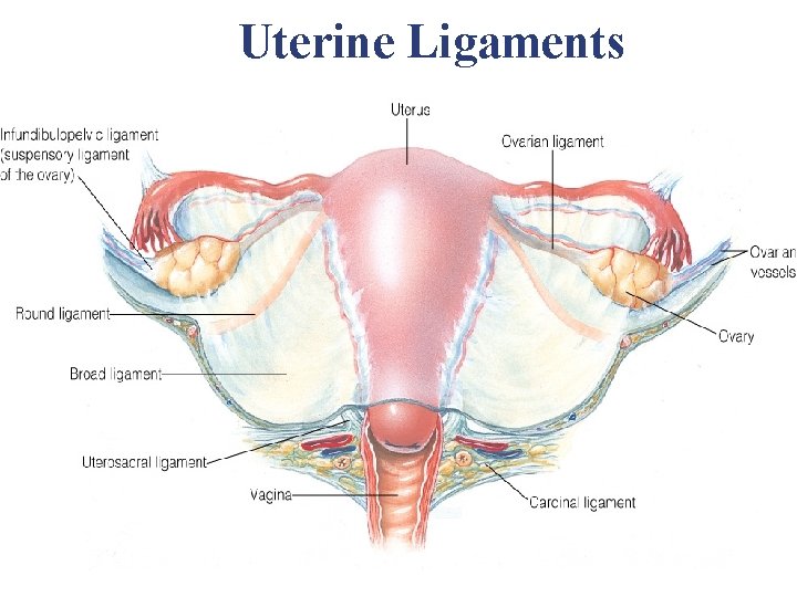 Uterine Ligaments Uterine Ligaments
