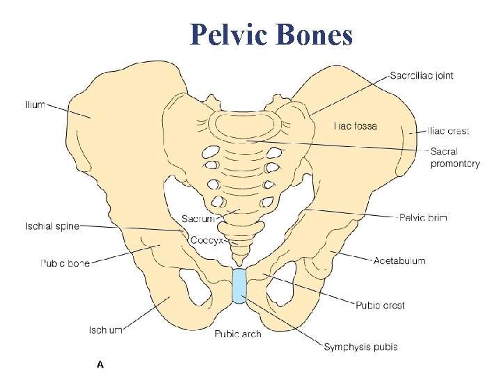 Pelvic Bones Pelvic Bones