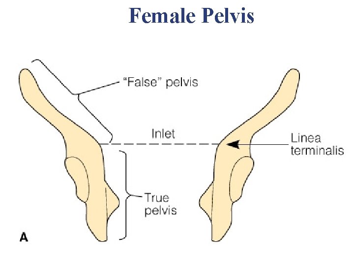 Female Pelvis Female Pelvis