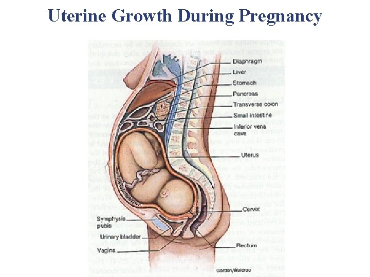 Uterine Growth During Pregnancy F Uterine Growth During Pregnancy F
