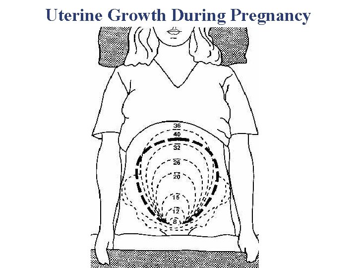 Uterine Growth During Pregnancy Uterine Growth During Pregnancy