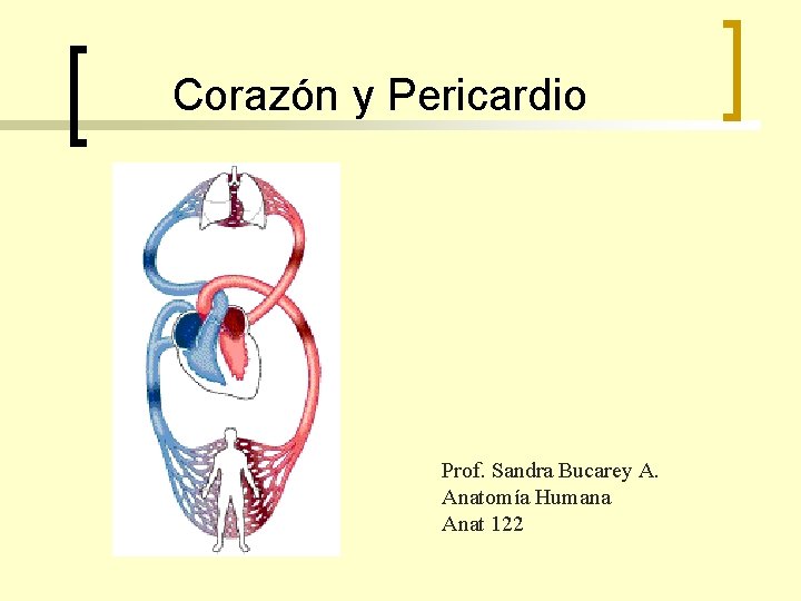 Corazón y Pericardio Prof. Sandra Bucarey A. Anatomía Humana Anat 122 