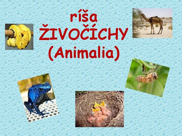 ríša ŽIVOČÍCHY (Animalia) 