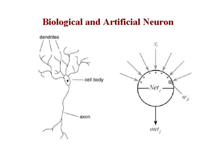 Biological and Artificial Neuron 