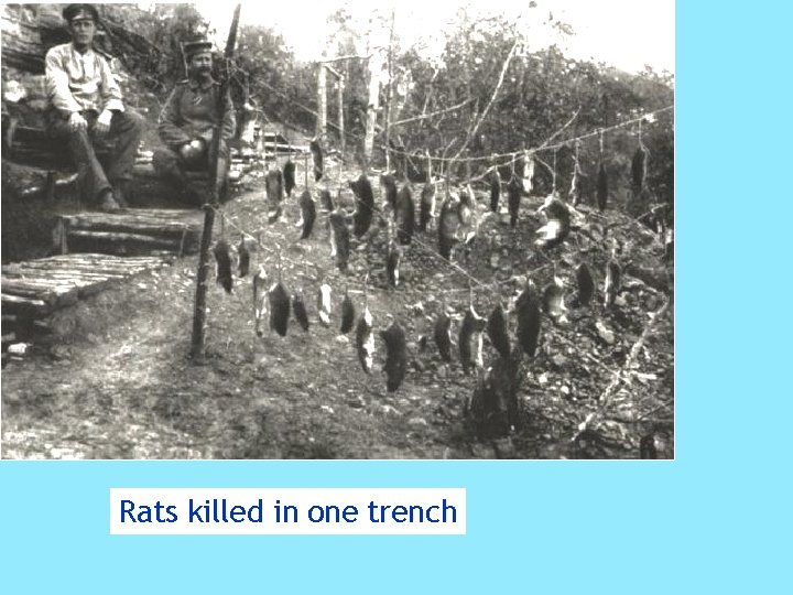 Rats killed in one trench 