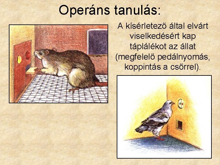 Operáns tanulás: A kísérletező által elvárt viselkedésért kap táplálékot az állat (megfelelő pedálnyomás, koppintás
