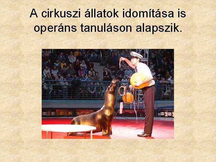 A cirkuszi állatok idomítása is operáns tanuláson alapszik. 