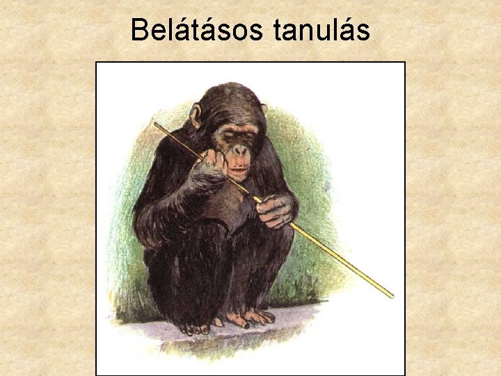 Belátásos tanulás 