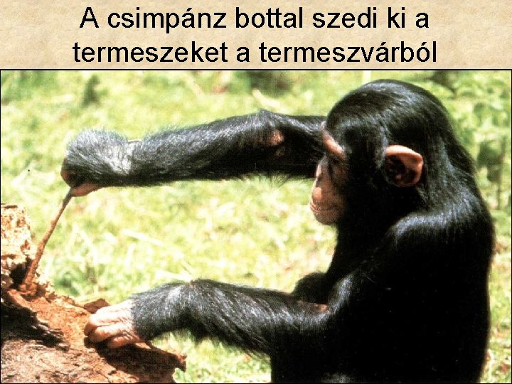 A csimpánz bottal szedi ki a termeszeket a termeszvárból 