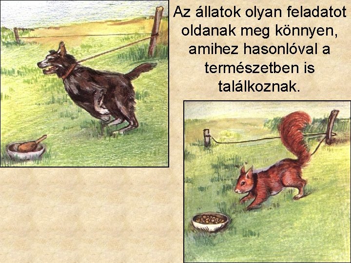 Az állatok olyan feladatot oldanak meg könnyen, amihez hasonlóval a természetben is találkoznak. 