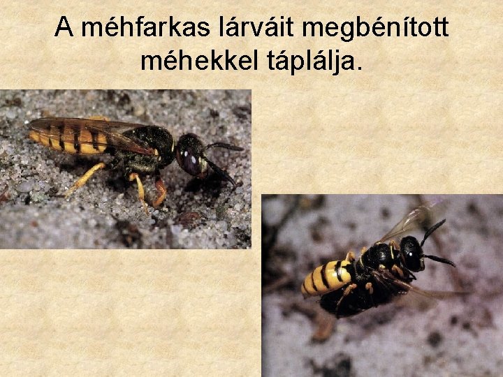 A méhfarkas lárváit megbénított méhekkel táplálja. 