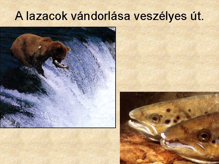 A lazacok vándorlása veszélyes út. 