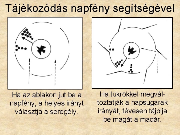 Tájékozódás napfény segítségével Ha az ablakon jut be a napfény, a helyes irányt választja