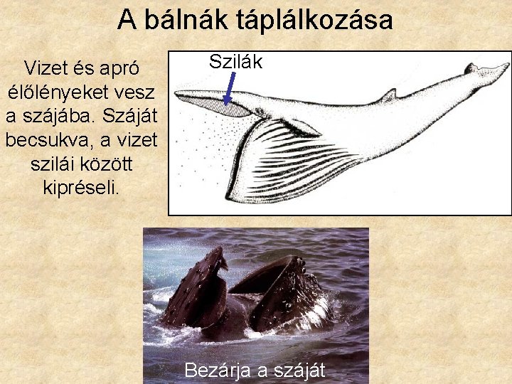 A bálnák táplálkozása Vizet és apró élőlényeket vesz a szájába. Száját becsukva, a vizet